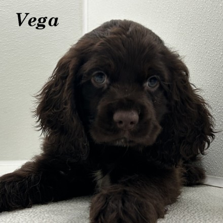 puppy, for, sale, Cocker Spaniel, Joe & Cherri  Overlease, dog, breeder, Miller, MO, dog-breeder, puppy-for-sale, forsale, nearby, find, puppyfind, locator, puppylocator, aca
